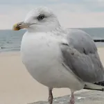 Diva Prywatny Z Balkonem Kołobrzeg