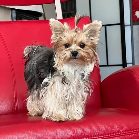 Diva Prywatny Z Balkonem شقة *