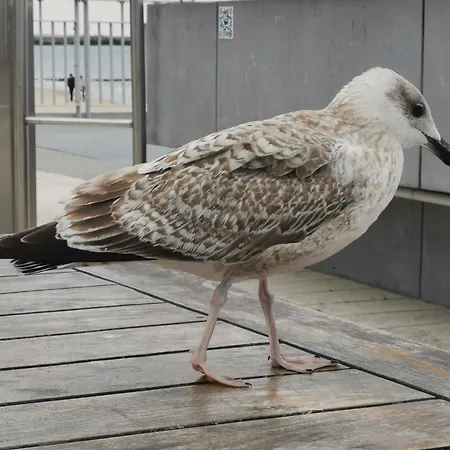 Diva Prywatny Z Balkonem Apartman Kołobrzeg