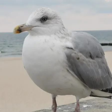 Diva Prywatny Z Balkonem Kołobrzeg