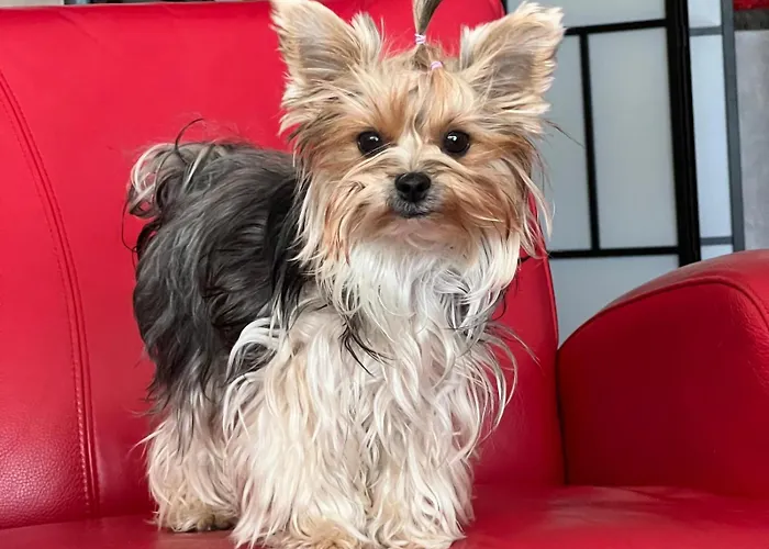 Diva Prywatny Z Balkonem Apartment *