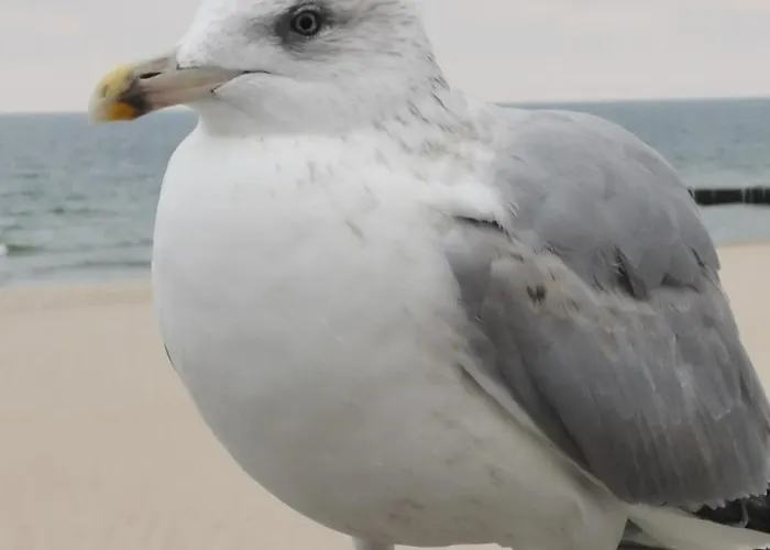 Diva Prywatny Z Balkonem Kolobrzeg